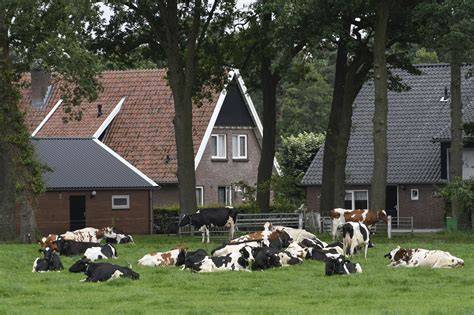 Boerencamping met koeien in Twente